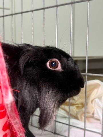 Enlarge Clarissa, a Adoptable New Zealand in Pflugerville, TX image 2/6