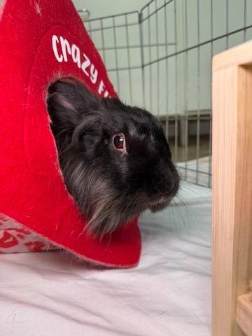 Enlarge Clarissa, a Adoptable New Zealand in Pflugerville, TX image 3/6