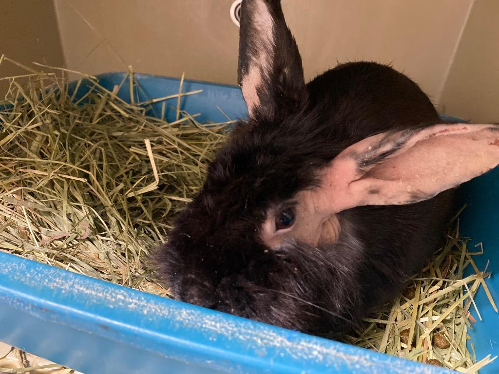 Enlarge Clarissa, a Adoptable New Zealand in Pflugerville, TX image 3/4