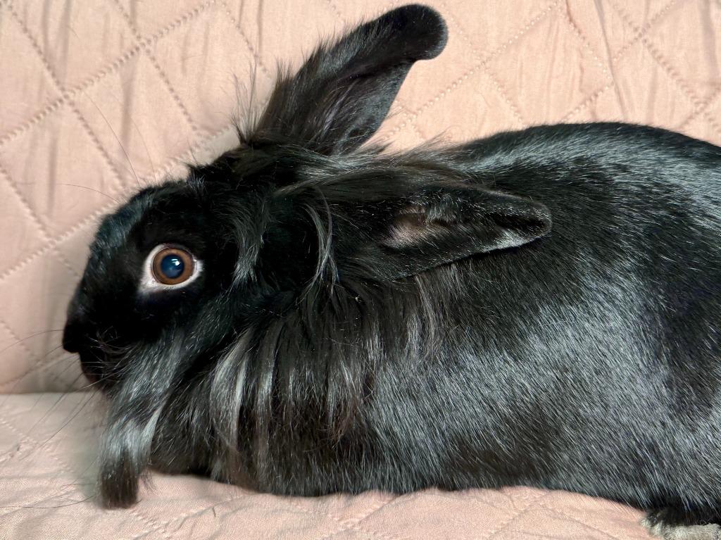 Enlarge Clarissa, a Adoptable New Zealand in Pflugerville, TX image 4/4