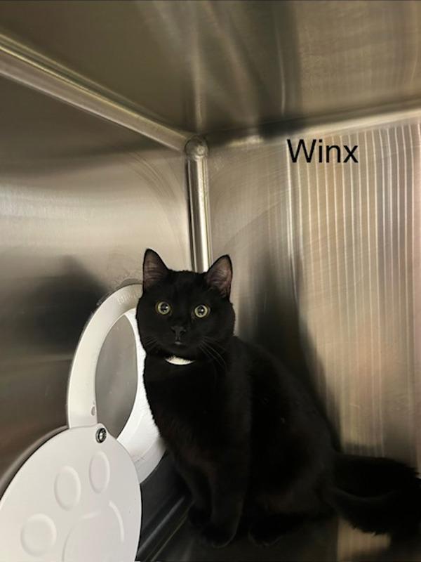 Winx, Adoptable, Young Female Domestic Short Hair.