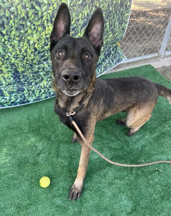 Enlarge Asher, a Adoptable mixed breed in Tulare, CA image 2/6