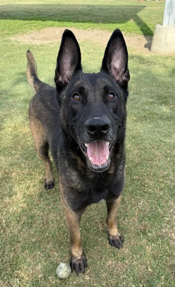 Enlarge Asher, a Adoptable mixed breed in Tulare, CA image 3/6