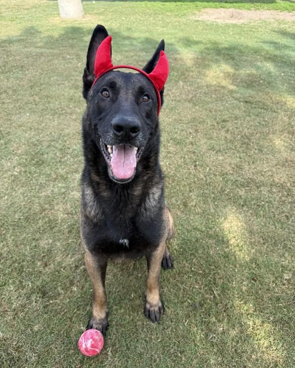 Enlarge Asher, a Adoptable mixed breed in Tulare, CA image 4/6