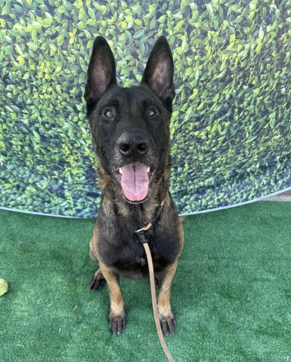 Enlarge Asher, a Adoptable mixed breed in Tulare, CA image 5/6