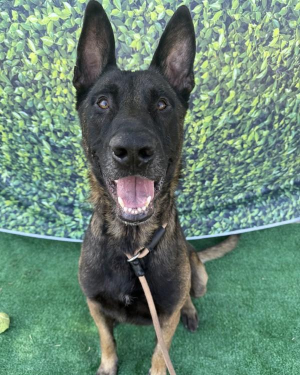 Enlarge Asher, a Adoptable mixed breed in Tulare, CA image 6/6