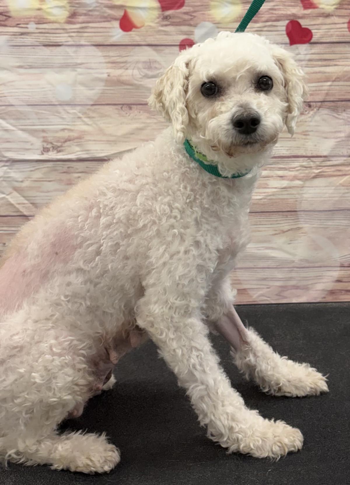 Sugar, Adoptable, Adult Female Poodle & Golden Retriever.