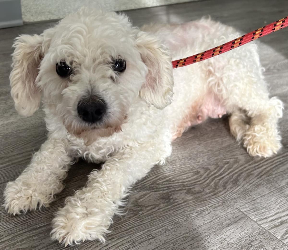 Sugar, Adoptable, Adult Female Poodle & Golden Retriever.