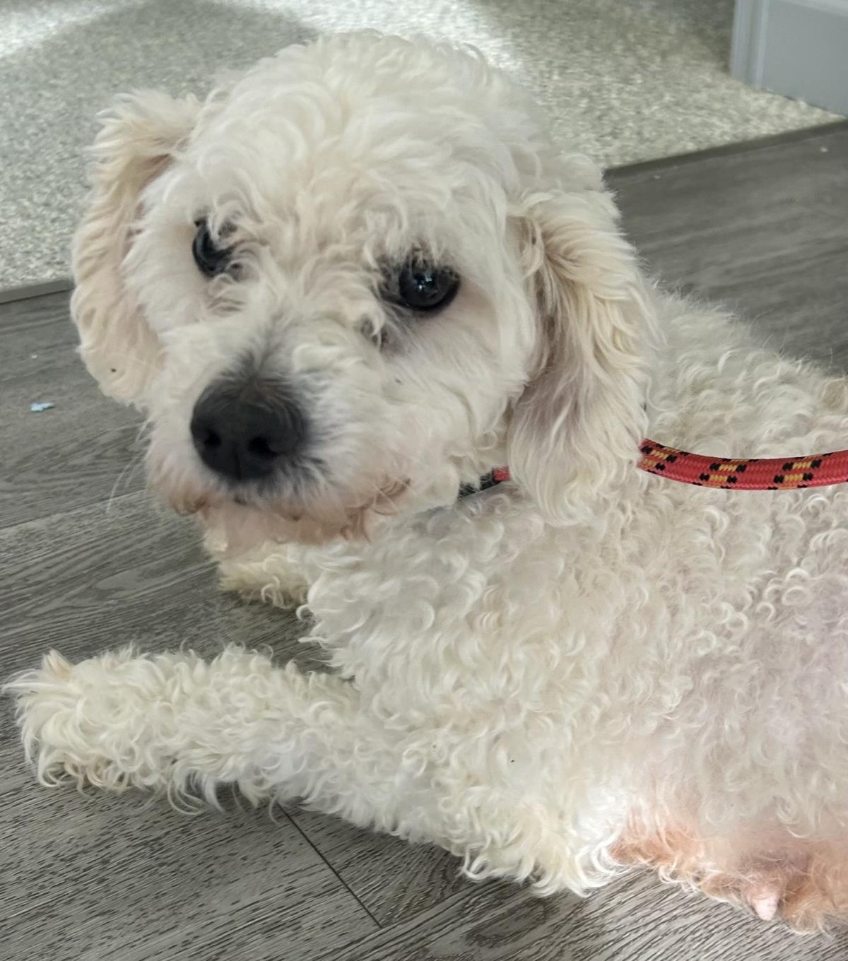 Enlarge Sugar, a Adoptable mixed breed in Westminster, MD image 2/3