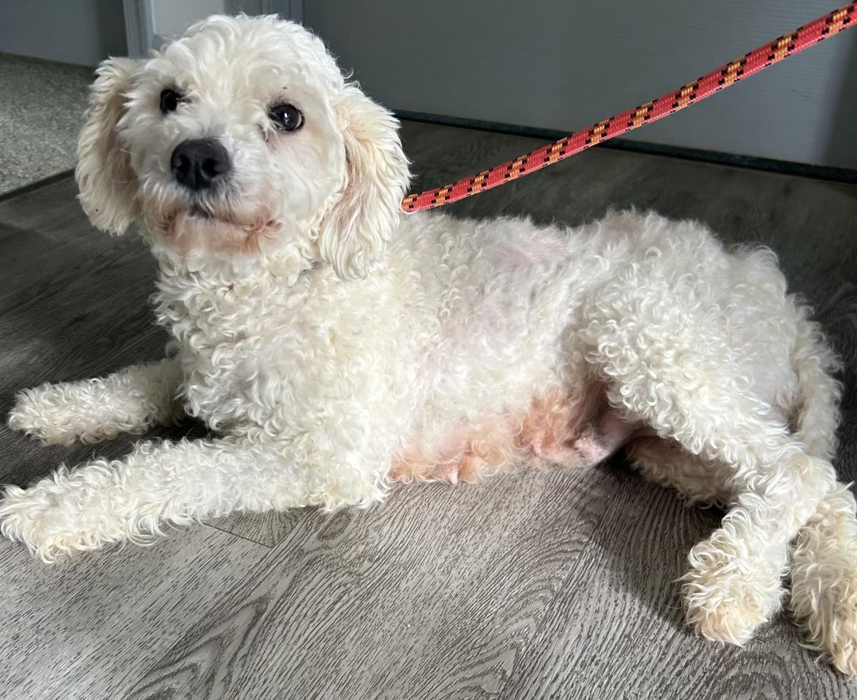 Enlarge Sugar, a Adoptable mixed breed in Westminster, MD image 2/3