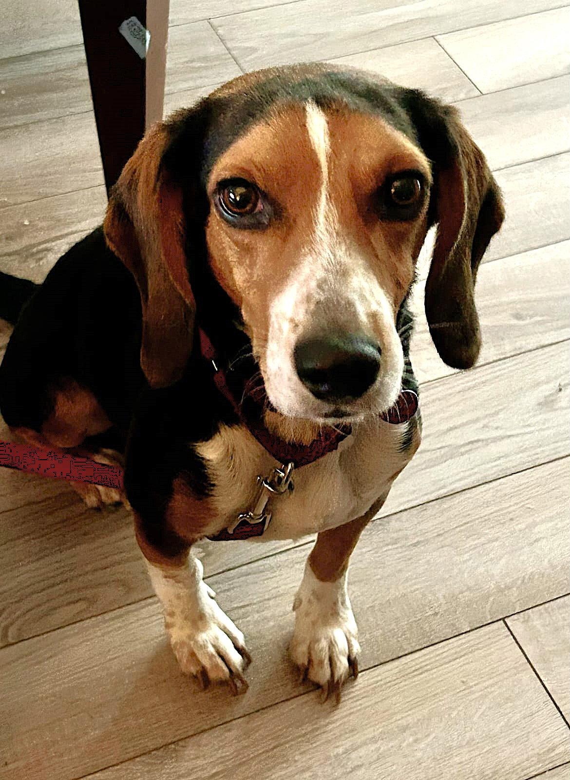 Bruce III, a Adoptable Beagle in Dunnellon, FL image 1/3