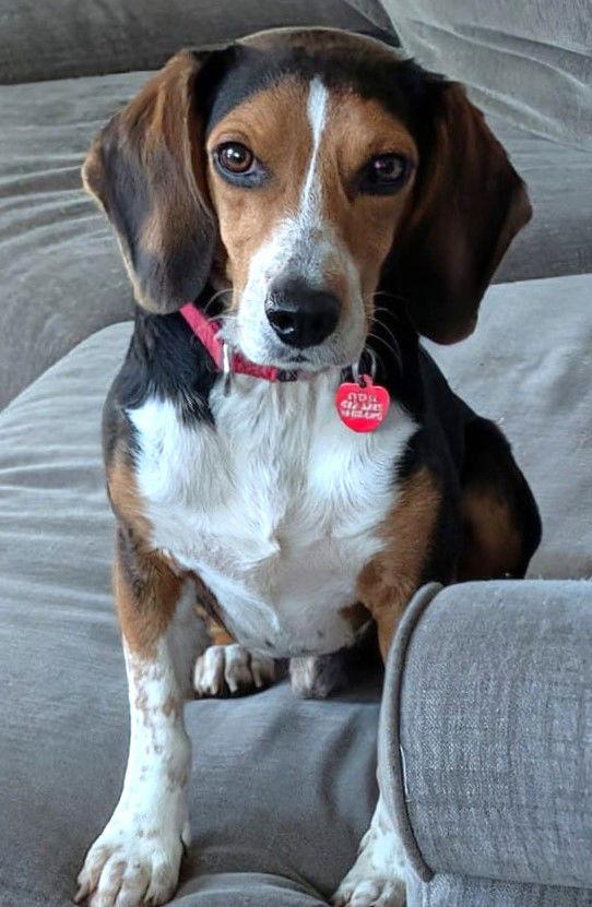 Enlarge Bruce III, a Adoptable Beagle in Dunnellon, FL image 2/3
