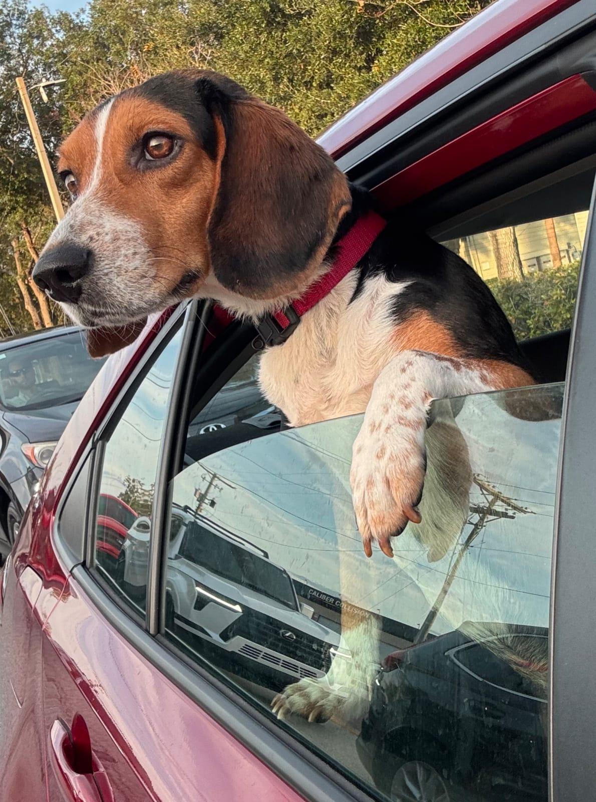 Enlarge Bruce III, a Adoptable Beagle in Dunnellon, FL image 2/3