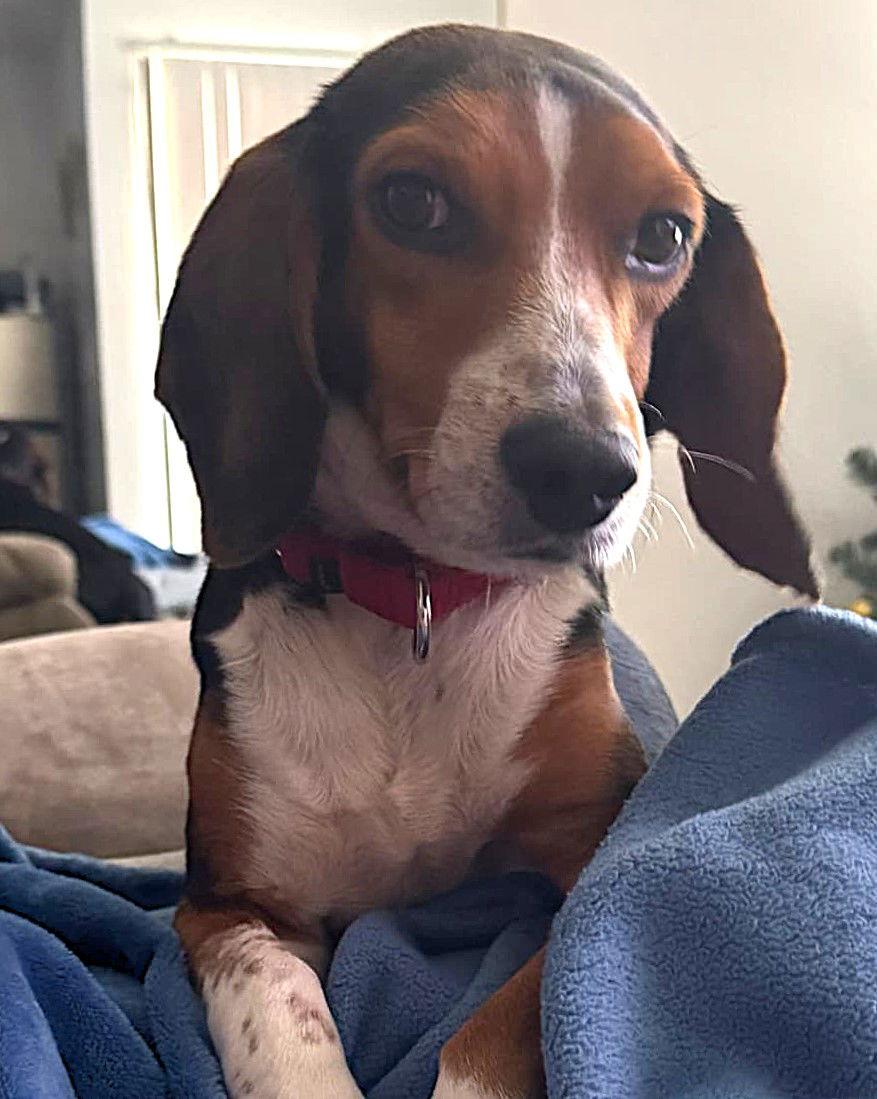 Enlarge Bruce III, a Adoptable Beagle in Dunnellon, FL image 3/3