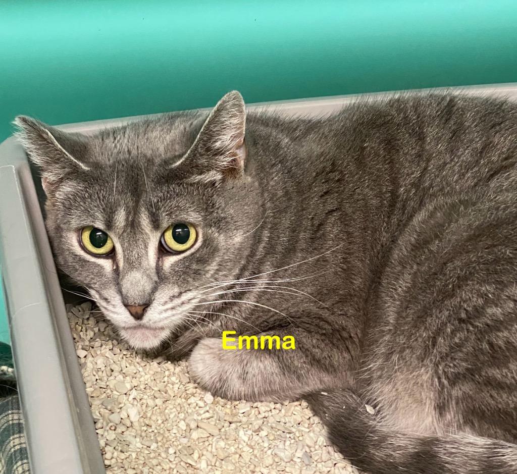Enlarge Emma, a Adoptable mixed breed in Plattsburgh, NY image 1/1