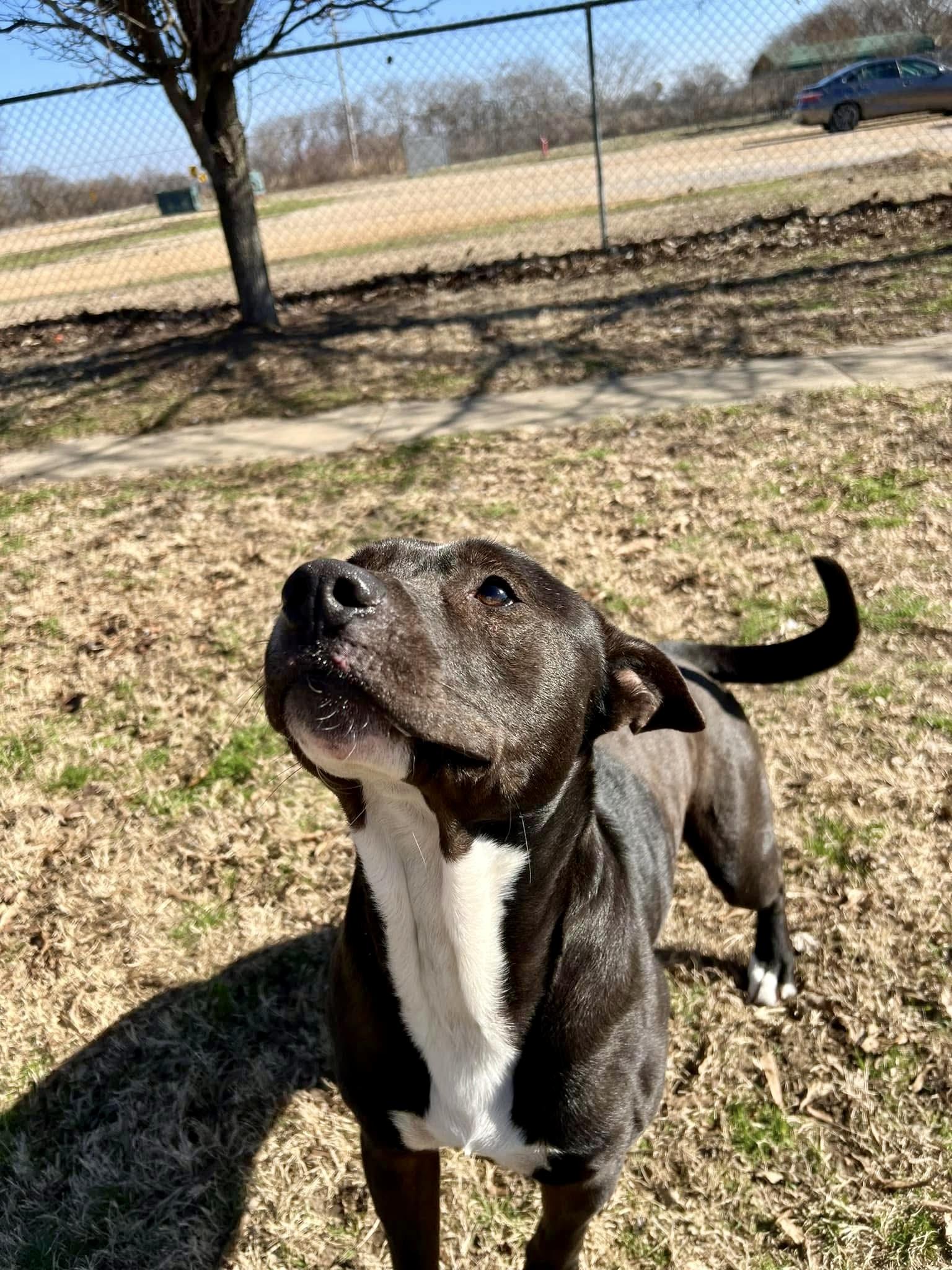 Enlarge Bama, a Adoptable Mixed Breed in Southaven , MS image 2/5