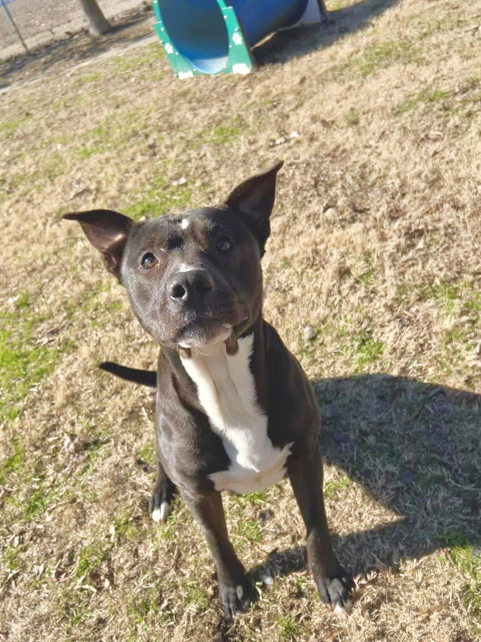 Enlarge Bama, a Adoptable Mixed Breed in Southaven , MS image 4/5