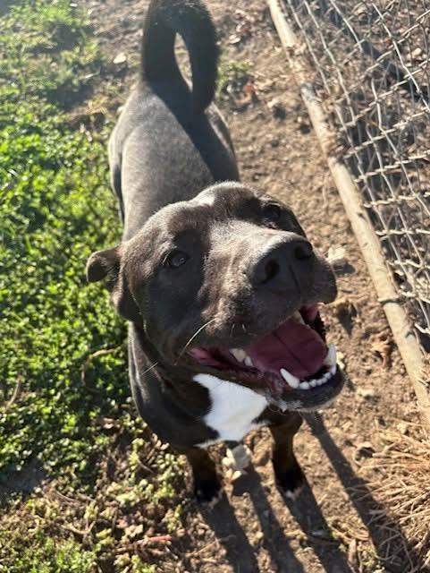 Enlarge Bama, a Adoptable Mixed Breed in Southaven , MS image 5/5