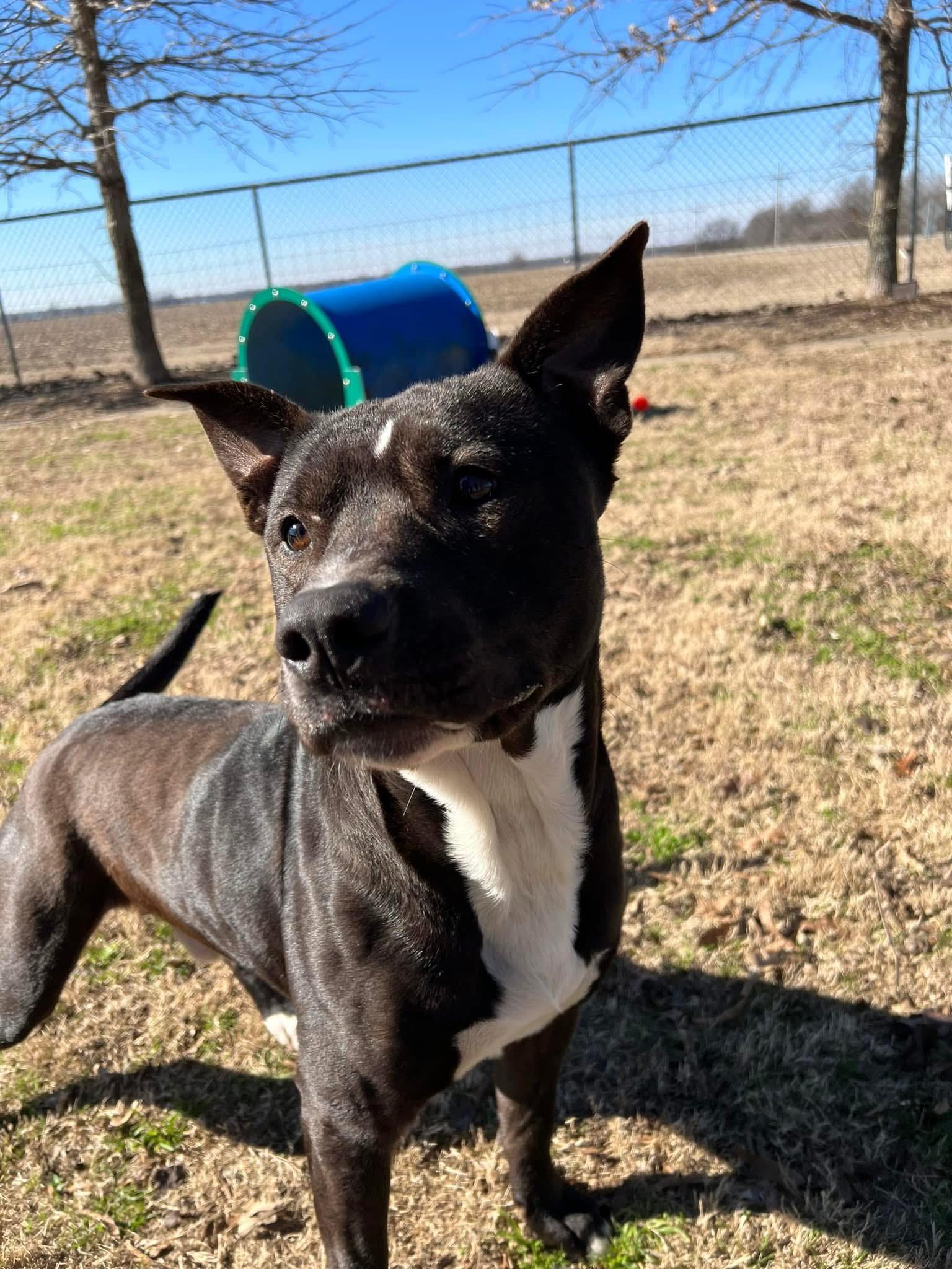 Enlarge Bama, a Adoptable Mixed Breed in Southaven , MS image 1/5