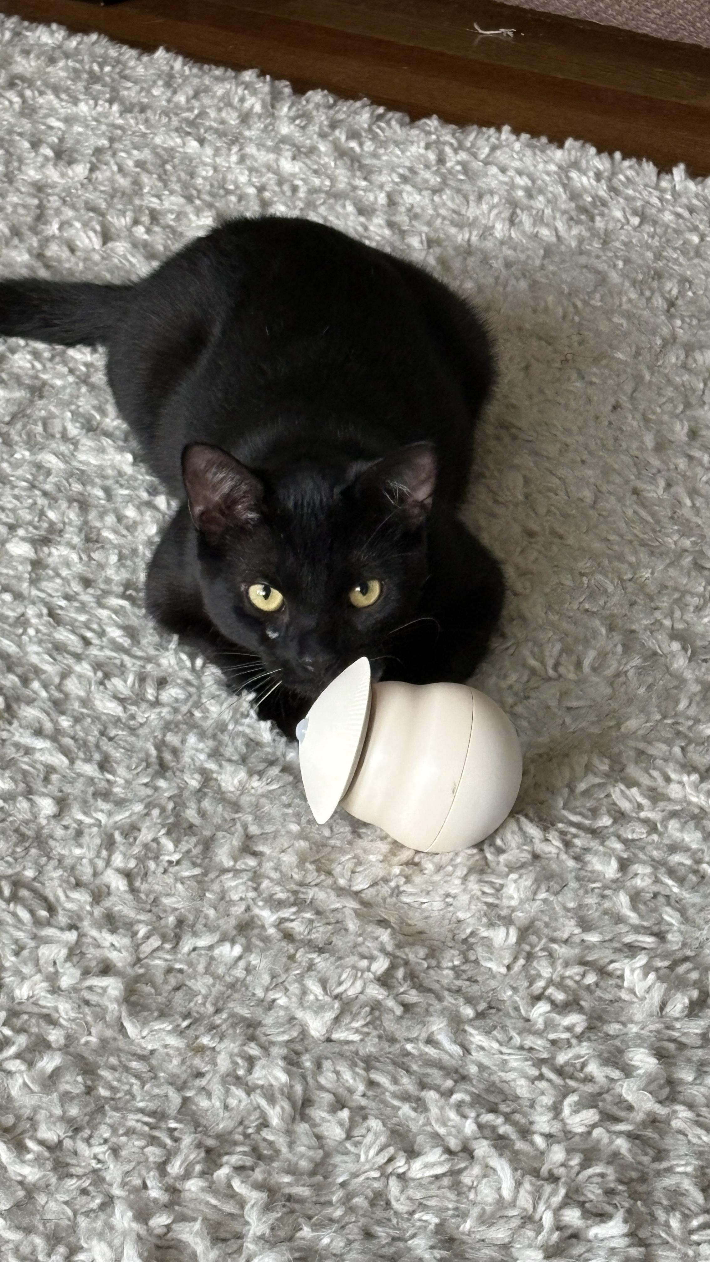 Enlarge Mighty Marlowe, a Adopted mixed breed in Taylor Mill, KY image 1/5