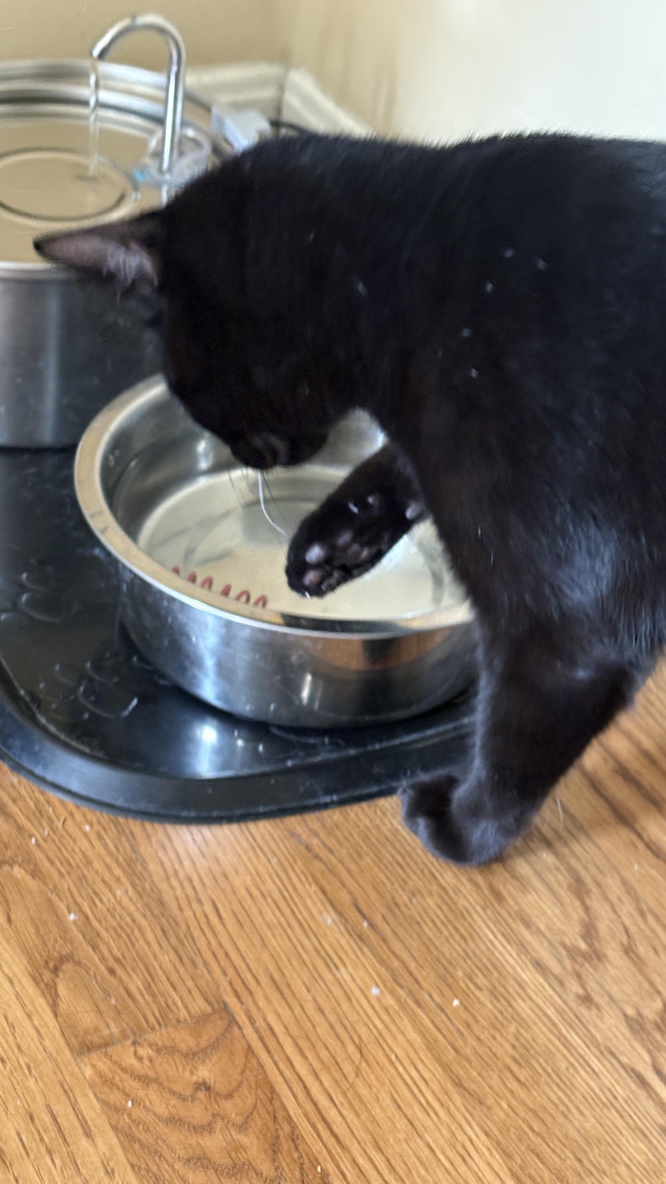 Enlarge Mighty Marlowe, a Adopted mixed breed in Taylor Mill, KY image 4/5