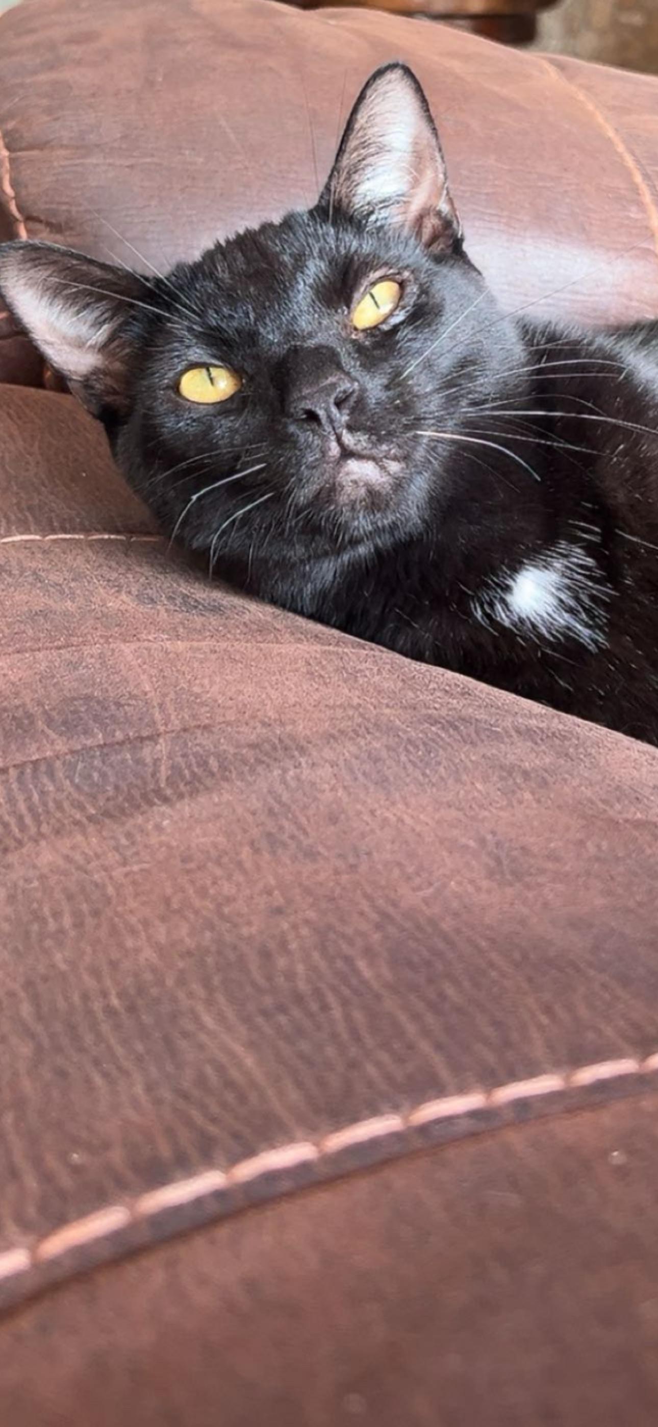 Enlarge Mighty Marlowe, a Adopted mixed breed in Taylor Mill, KY image 5/5