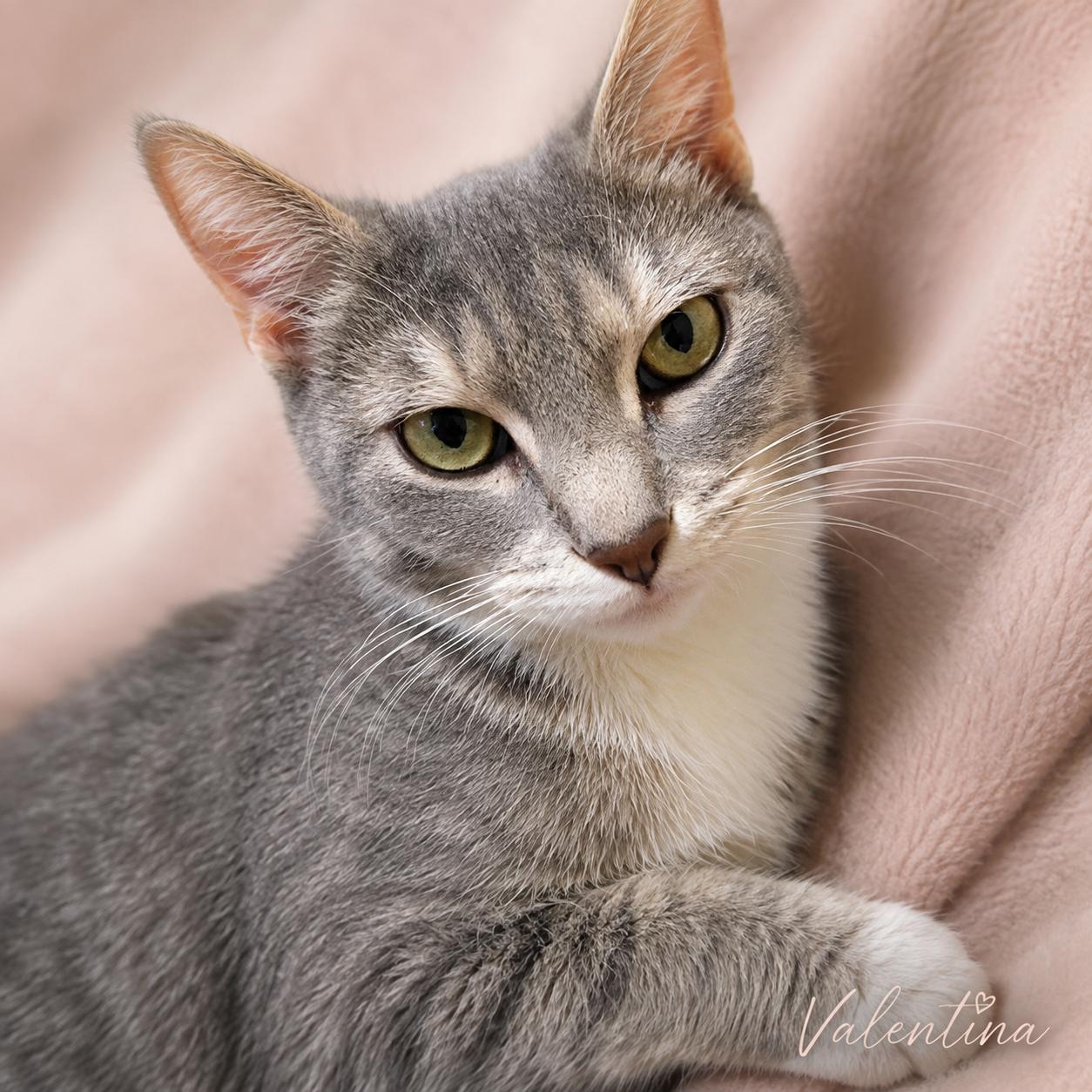 Valentina-Tiny Queen with a BIG Personality, Adoptable, Young Female Tabby.