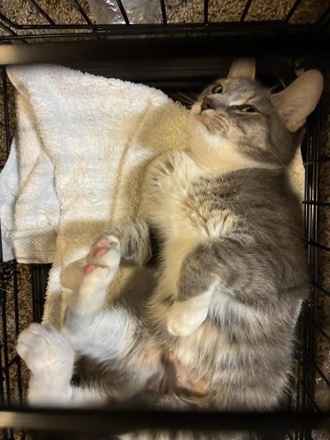 Enlarge Valentina-Tiny Queen with a BIG Personality, a Adoptable Tabby in Laurel, MD image 3/4