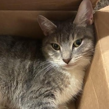 Enlarge Valentina-Tiny Queen with a BIG Personality, a Adoptable Tabby in Laurel, MD image 4/4