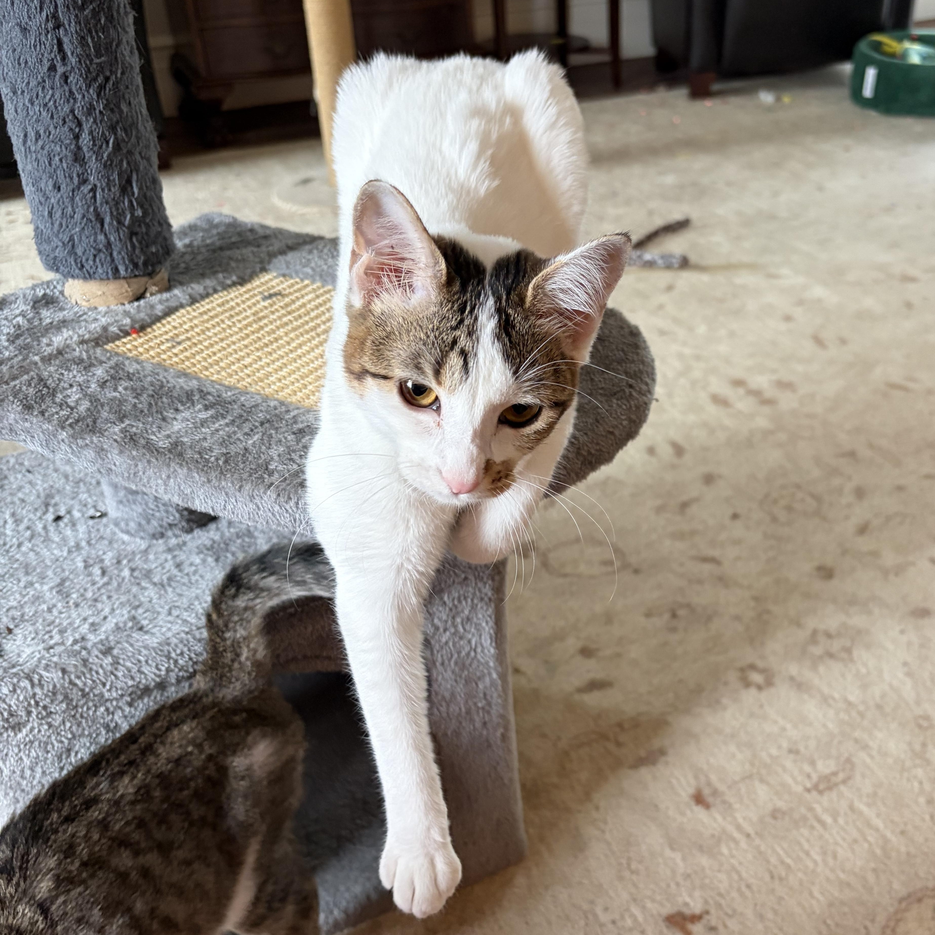 Happy Go Lucky Ducky, a Adoptable Domestic Short Hair in Boston, MA image 3/6