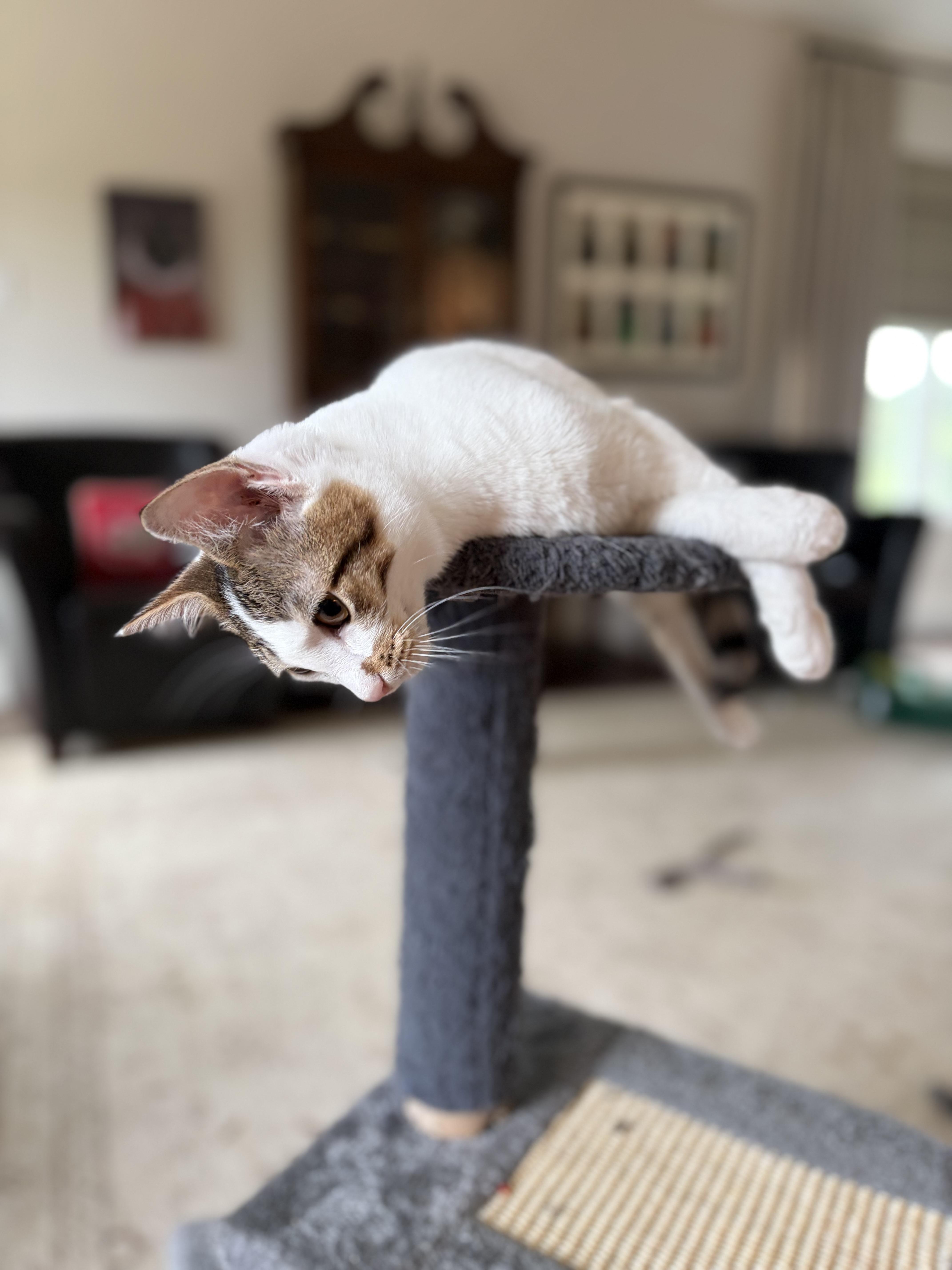 Happy Go Lucky Ducky, a Adoptable Domestic Short Hair in Boston, MA image 6/6