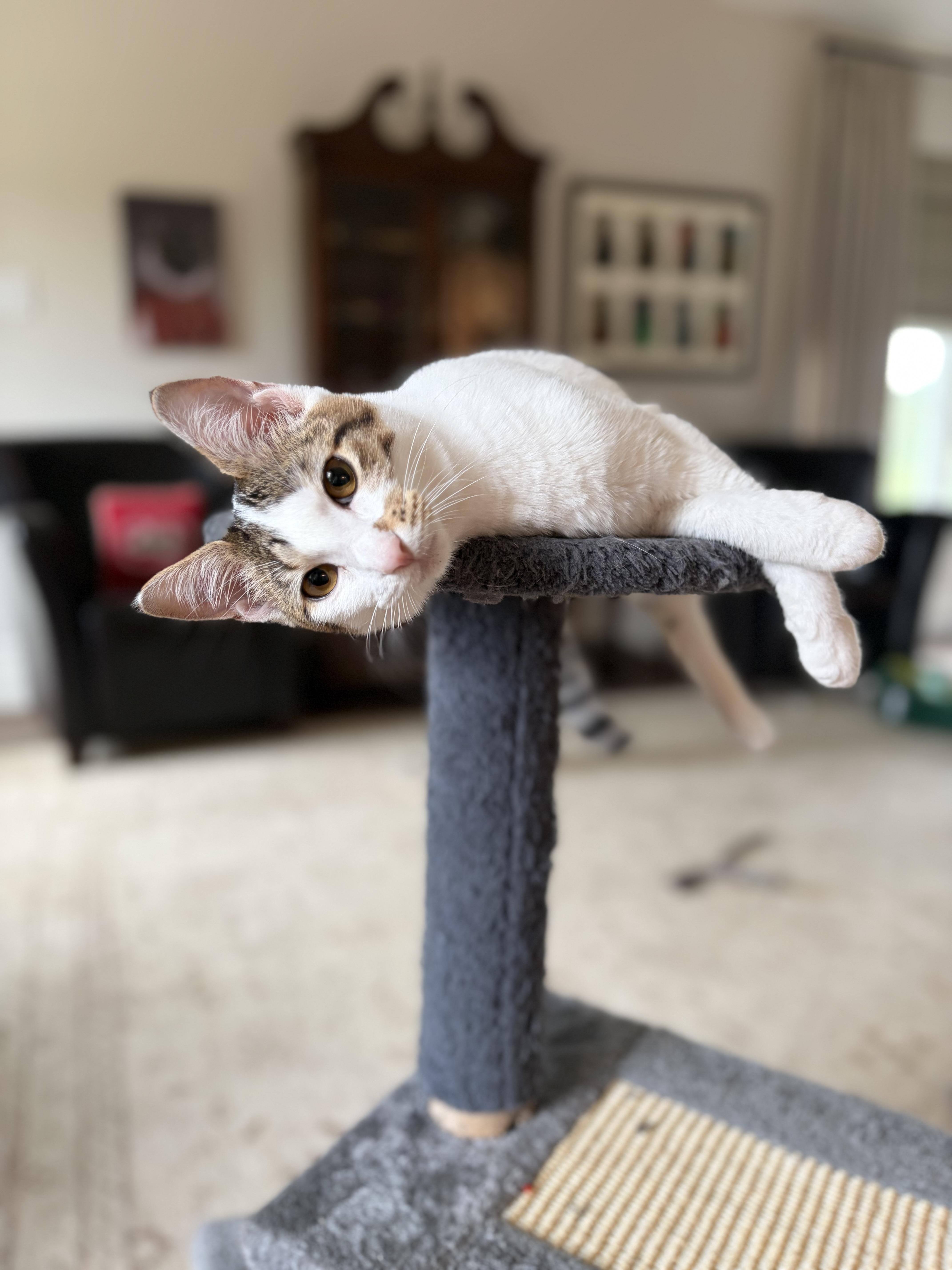 Happy Go Lucky Ducky, a Adoptable Domestic Short Hair in Boston, MA image 1/6