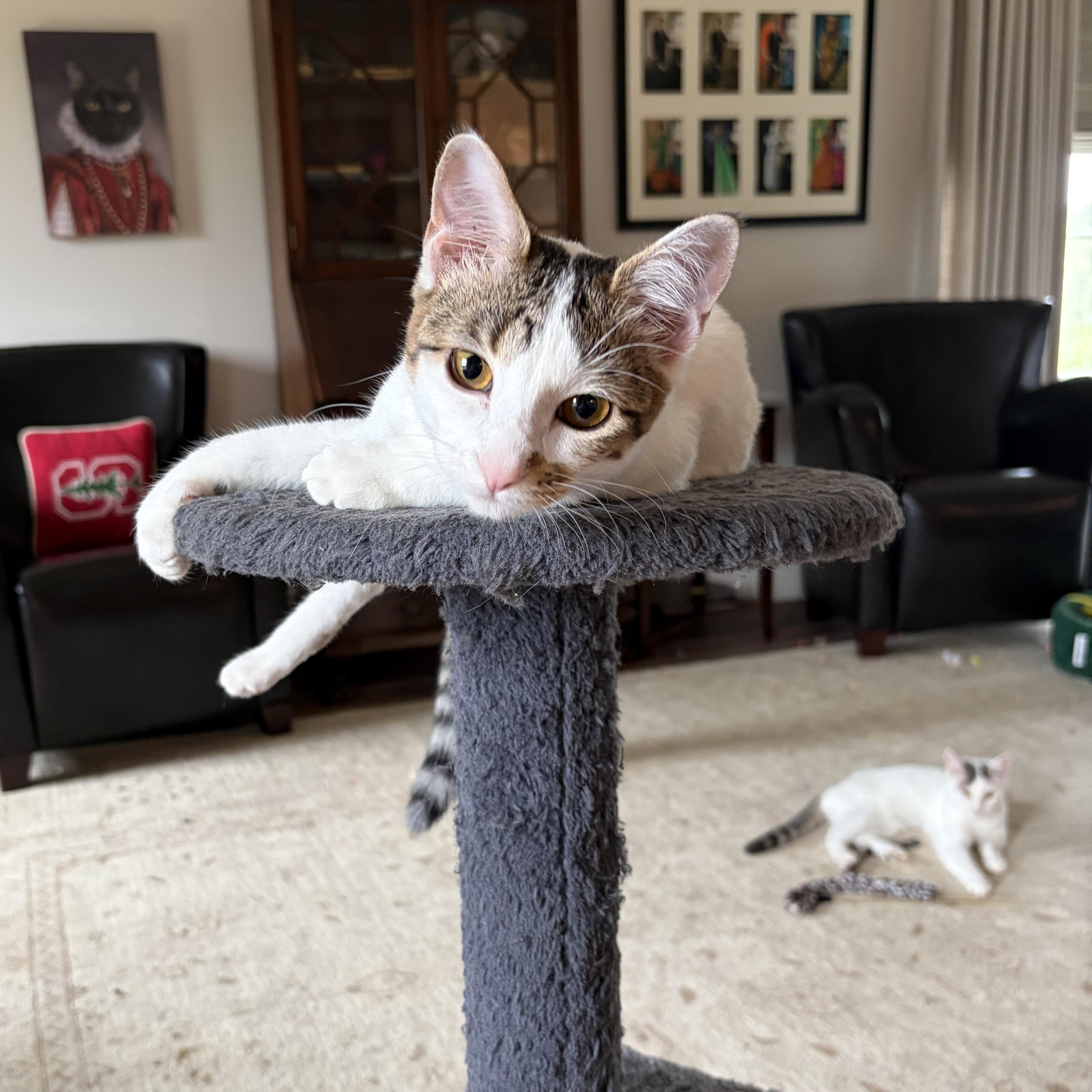 Happy Go Lucky Ducky, a Adoptable Domestic Short Hair in Boston, MA image 2/6