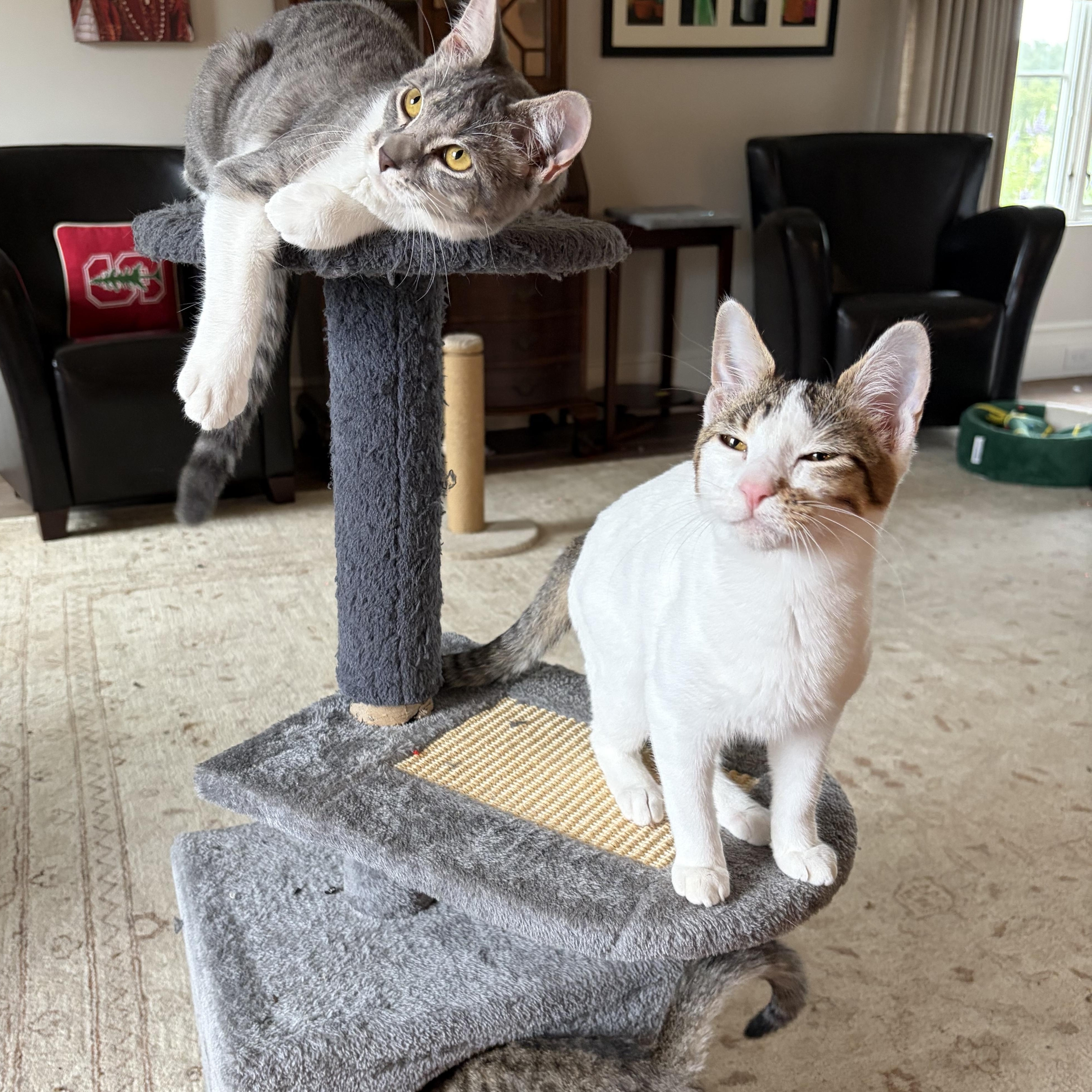 Happy Go Lucky Ducky, a Adoptable Domestic Short Hair in Boston, MA image 4/6