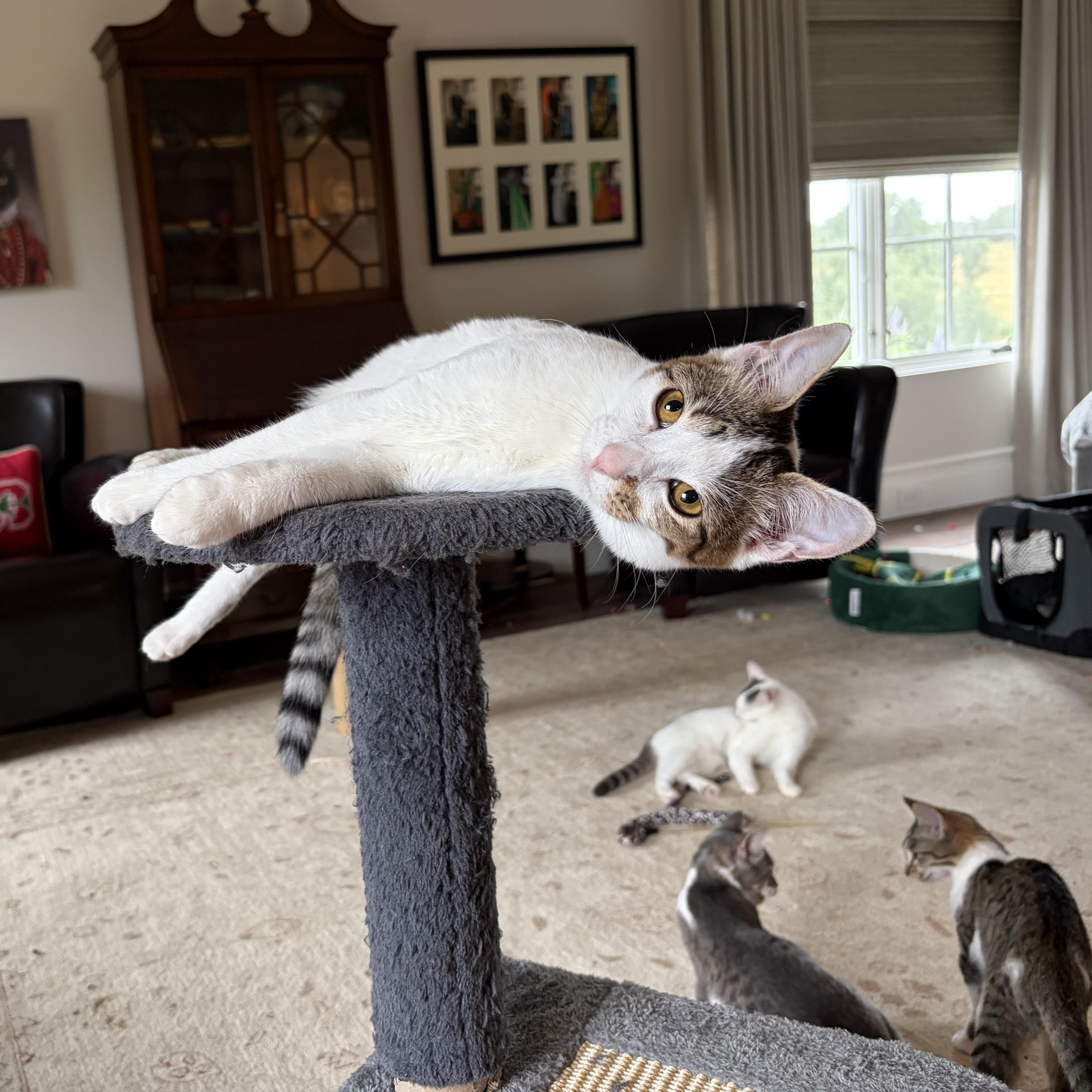 Happy Go Lucky Ducky, a Adoptable Domestic Short Hair in Boston, MA image 5/6