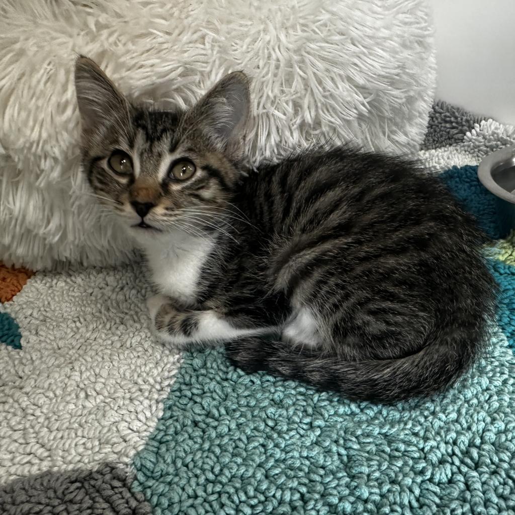 Enlarge Finnegan, a Adoptable Domestic Short Hair in Jupiter, FL image 1/3