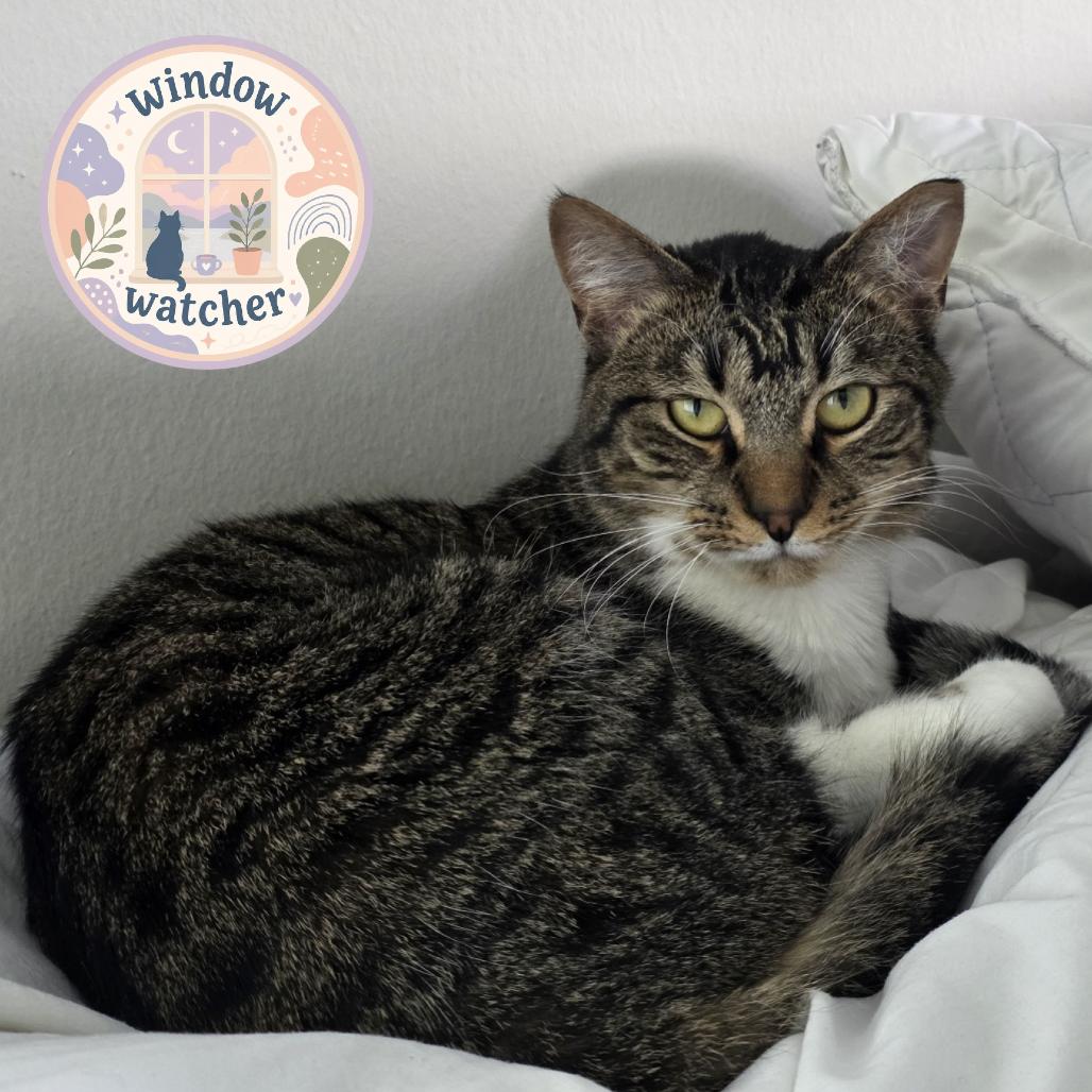 Enlarge Finnegan, a Adoptable Domestic Short Hair in Jupiter, FL image 2/3