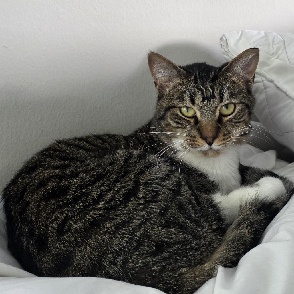Enlarge Finnegan, a Adoptable Domestic Short Hair in Jupiter, FL image 3/3