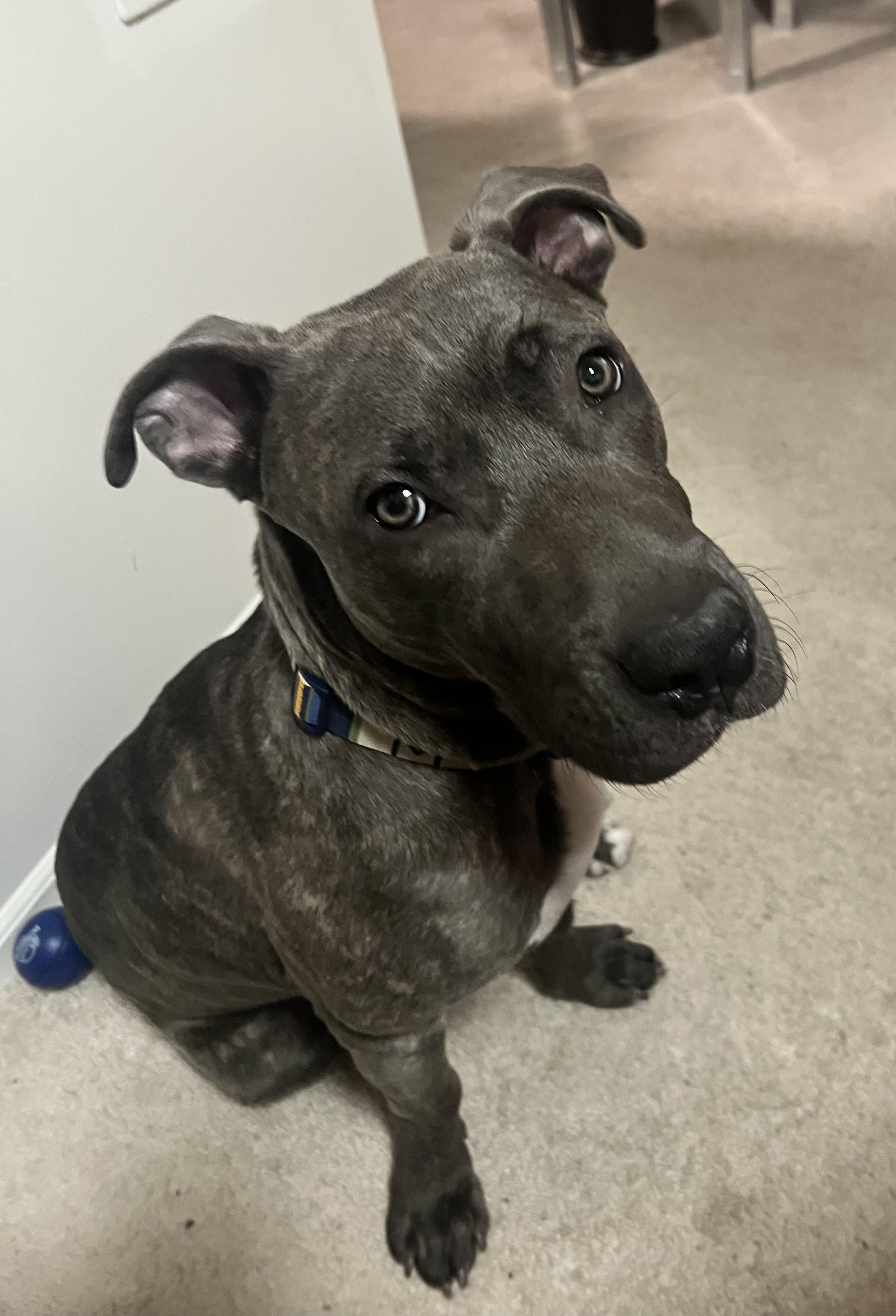 Cucumber, a Adoptable mixed breed in Medford, NY image 2/6