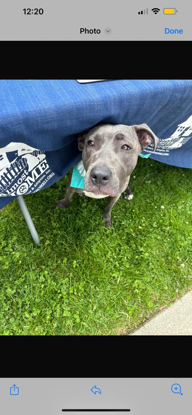 Cucumber, a Adoptable mixed breed in Medford, NY image 3/6