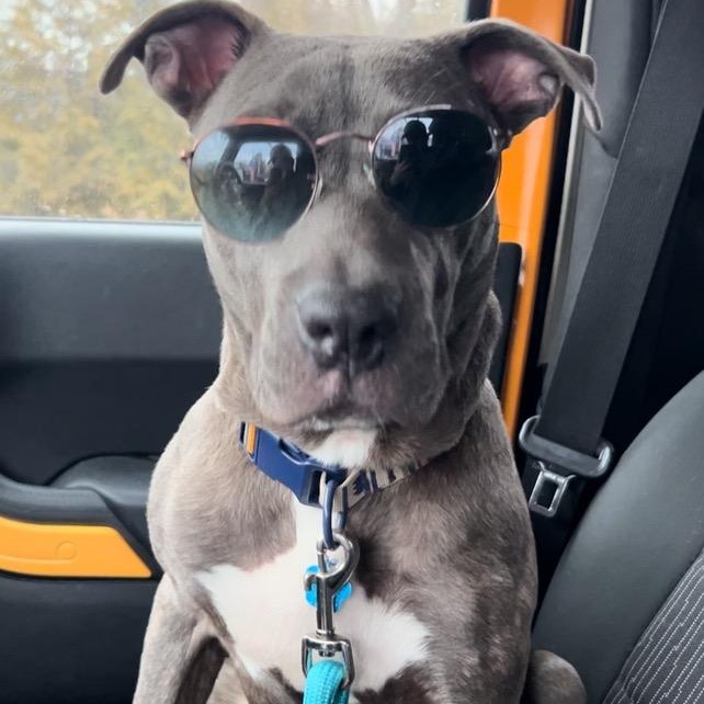 Cucumber, a Adoptable mixed breed in Medford, NY image 4/6