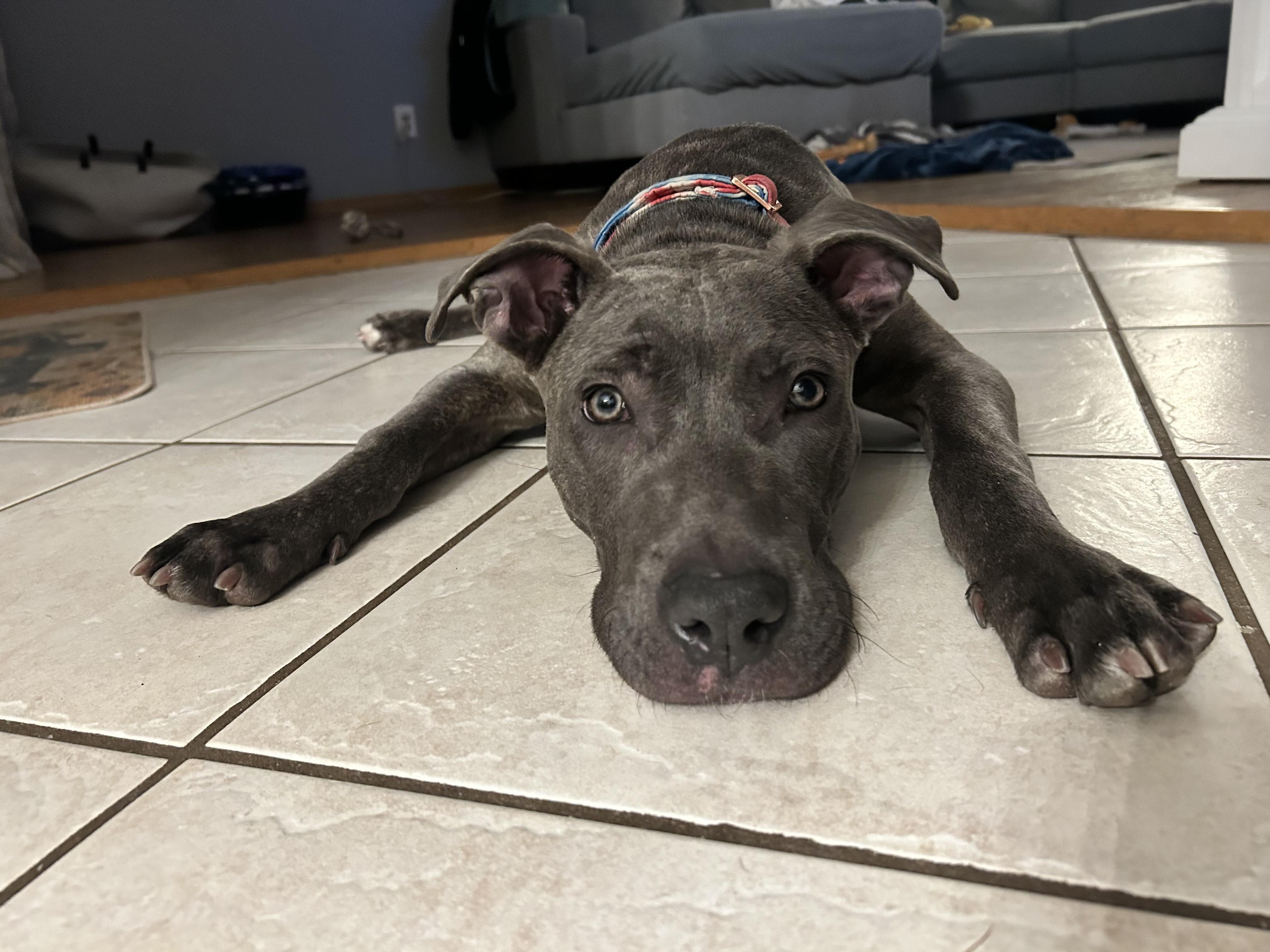 Cucumber, a Adoptable mixed breed in Medford, NY image 5/6