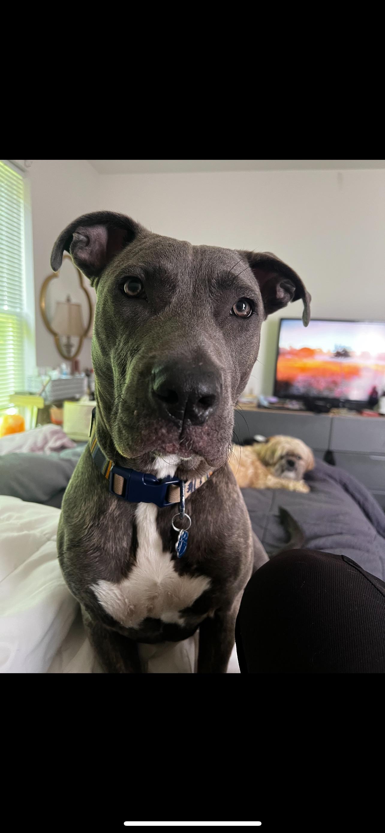 Cucumber, a Adoptable mixed breed in Medford, NY image 6/6