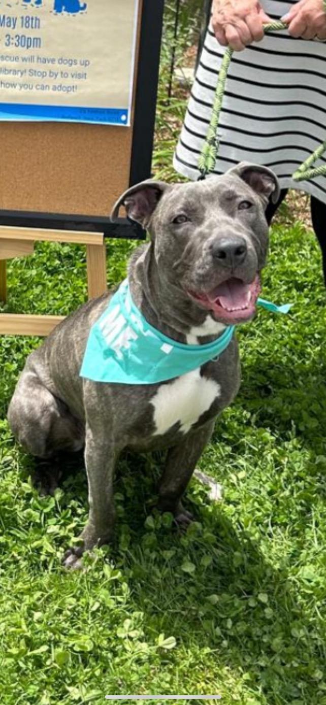 Cucumber, a Adoptable mixed breed in Medford, NY image 1/6