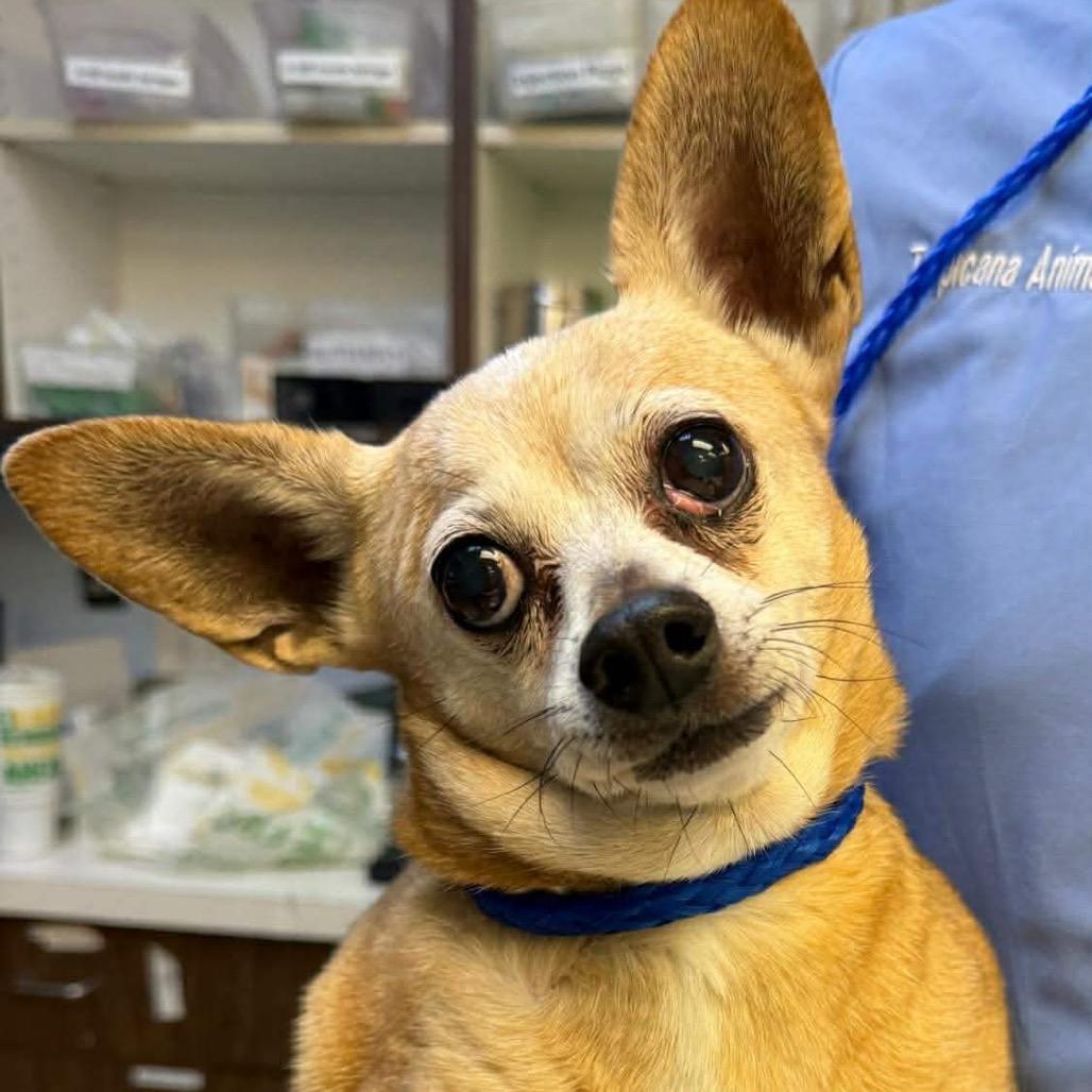 Turkey PP F NV, Adoptable, Senior Male Chihuahua.