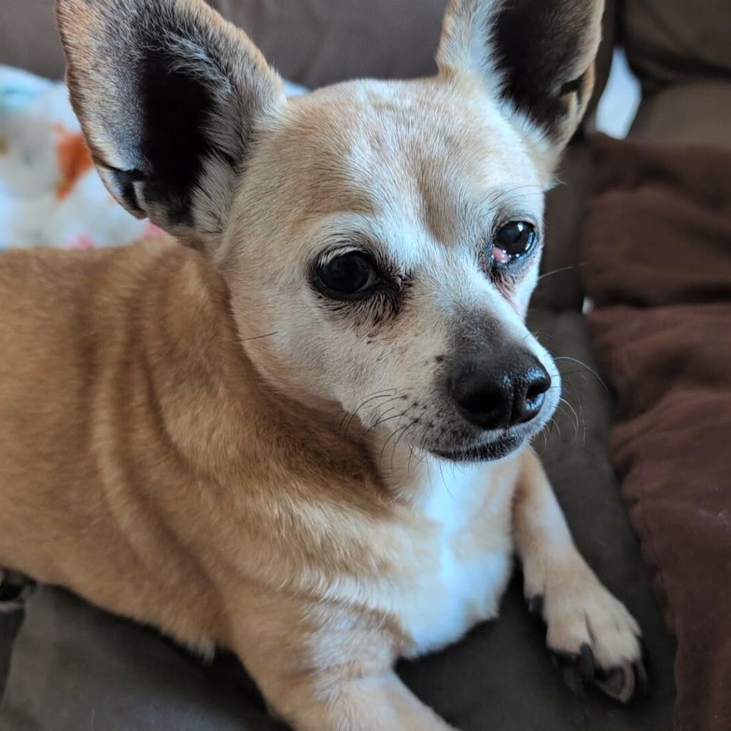 Enlarge Turkey PP F NV, a Adoptable Chihuahua in Las Vegas, NV image 2/3