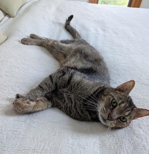 Enlarge Smokey, a Adoptable Tabby in Washington Grove, MD image 3/4