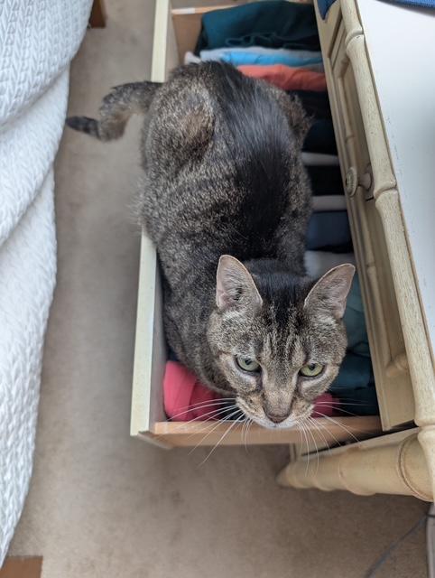 Enlarge Smokey, a Adoptable Tabby in Washington Grove, MD image 2/4