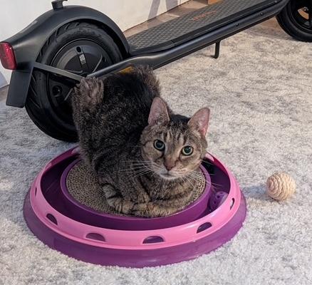 Smokey, Adoptable, Senior Male Tabby.