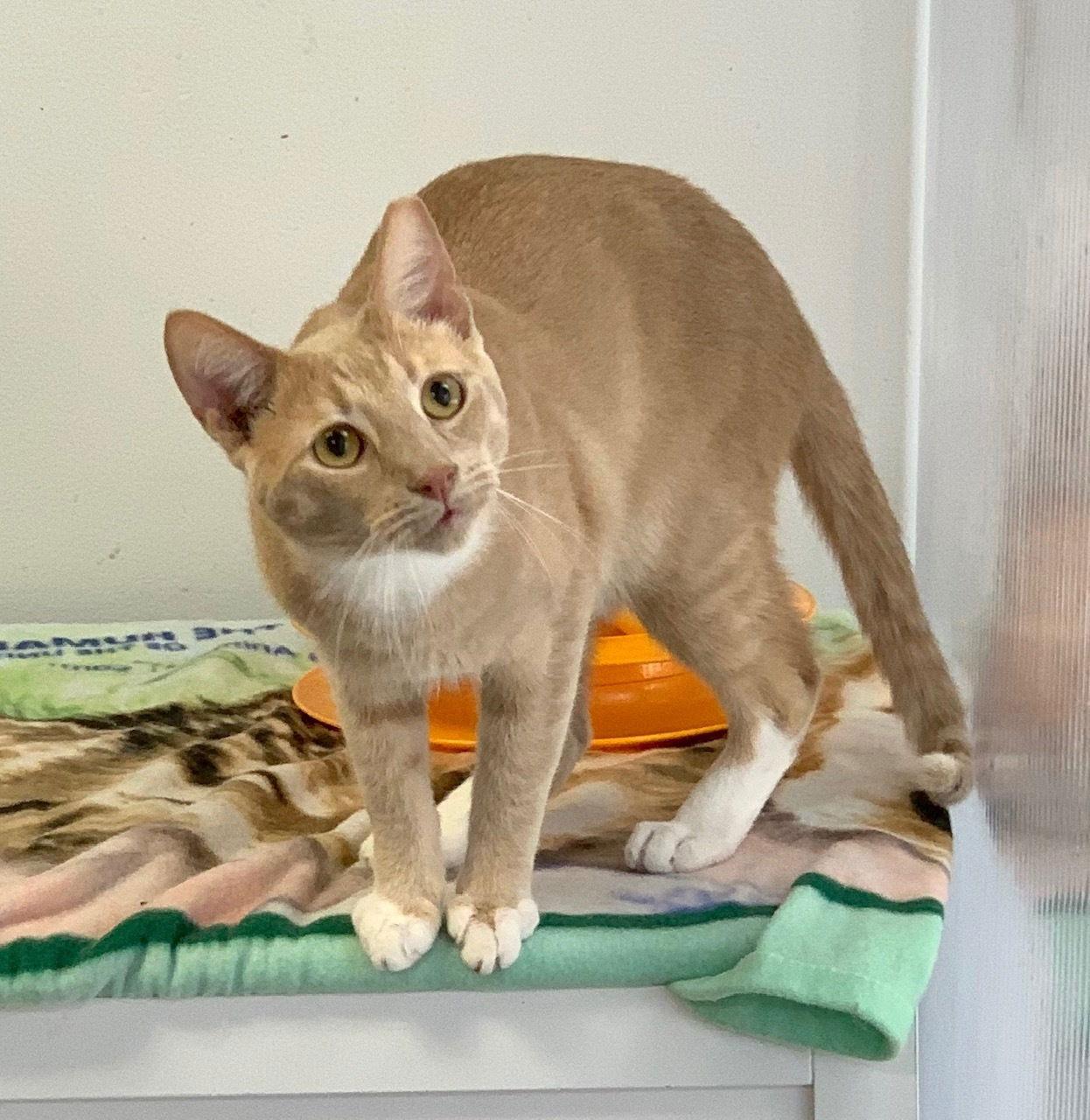 Cheddar, Adoptable, Adult Male Domestic Short Hair.